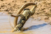 Ảnh động vật tuần: Cá sấu đánh rắn khổng lồ, hổ truy sát sao...