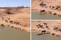 Video: Cá sấu “khôn ranh” cướp mồi của đàn chó rừng 