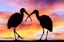 Ảnh động vật ấn tượng: Động vật in bóng trong hoàng hôn