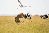 Sư tử tung tuyệt kỹ phi thân bắt chim hạc trên không