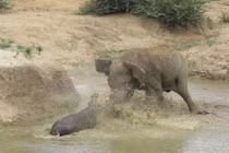 Ảnh động vật: Hà mã quyết chiến với voi rừng để bảo vệ con 