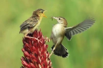 Ảnh động vật tuần: Voi khổng lồ đi qua núi