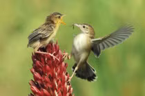 Ảnh động vật tuần: Voi khổng lồ đi qua núi