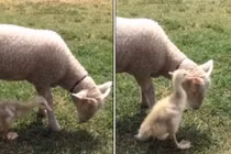 Video: Cừu thích thú khi được vịt chải lông