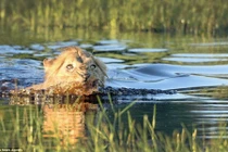 Sư tử “xanh mắt” bỏ chạy khi giáp mặt cá sấu 