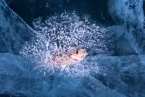 Cáo bắc cực đi trong bão tuyết, chim bạc má bay trong lạnh giá