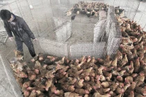 Virus chết người H7N9 có thể lây từ người sang người