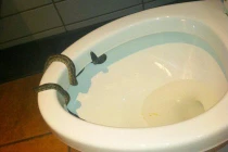 Kinh hãi phát hiện rắn trong bồn cầu tại quán cà phê