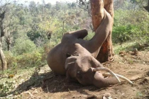 Voi khổng lồ chết thảm vì trèo cây hái quả
