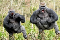 Ảnh động vật tuần: Khỉ đột khoe cơ bắp... "dằn mặt người"