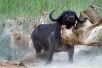 Ảnh động vật tuần: Trâu rừng hất tung sư tử lên không