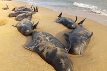 80 cá voi hoa tiêu "tự sát" bí ẩn ở Ấn Độ