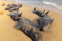 80 cá voi hoa tiêu "tự sát" bí ẩn ở Ấn Độ