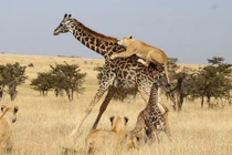 Ảnh động vật: Sư tử hạ gục hươu cao cổ, chim mớm mồi...