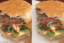 Kinh sợ phát hiện sâu ngọ nguậy trong bánh burger
