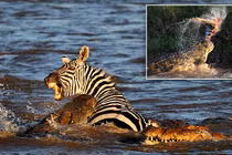 Cá sấu khổng lồ xé xác, ăn sống ngựa vằn vượt sông