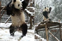 Chết cười cảnh gấu trúc khiêu vũ, nhào lộn trên tuyết 