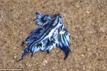 Phát hiện sinh vật lạ như trong phim viễn tưởng ở Australia 