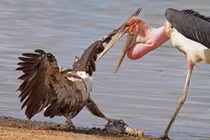 Ảnh động vật tuần: Cò già và đại bàng quyết chiến nảy lửa
