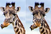 Kỳ thú cảnh chim vệ sinh răng miệng cho hươu cao cổ 