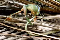 Ảnh động vật tuần: Rắn tí hon nuốt chửng ếch khổng lồ