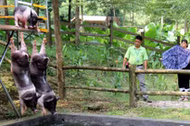 Độc đáo khu nghỉ dưỡng sang trọng dành riêng cho... lợn