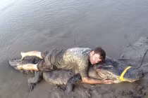 Cá sấu "siêu khủng" kỷ lục bị tóm gọn tại Mỹ