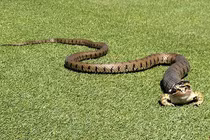 Ếch thoát chết ngoạt mục khỏi miệng rắn cỏ