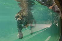 Ảnh động vật: Báo đốm giải nhiệt, lợn vòi bôi kem chống nắng....