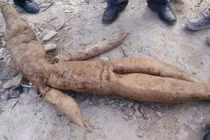 Đào được củ sắn dây khổng lồ hình người ở Trung Quốc