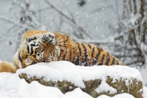 Khoảnh khắc cực đáng yêu của động vật trong tuyết trắng