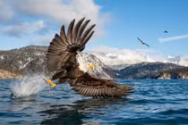 Ảnh động vật: Đại bàng đầu trắng bắt cá trên hồ ở Alaska