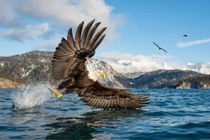 Ảnh động vật: Đại bàng đầu trắng bắt cá trên hồ ở Alaska