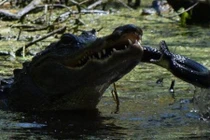 Ảnh động vật tuần: Cá sấu tung đòn nghiền nát rắn, thỏ ngắm hoa...