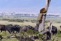 Sư tử leo tót lên cây trốn đàn trâu rừng hung dữ