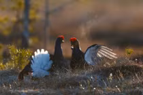 Ảnh động vật: Gà thông đen tình tứ, thỏ chơi đùa dưới nắng...