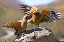 Ảnh động vật: Cặp vẹt kea tình tứ với nhau trên một tảng đá