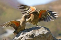 Ảnh động vật: Cặp vẹt kea tình tứ với nhau trên một tảng đá