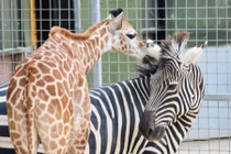 Tình bạn kỳ lạ giữa ngựa vằn và hươu cao cổ