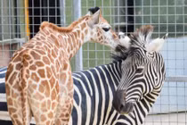 Tình bạn kỳ lạ giữa ngựa vằn và hươu cao cổ