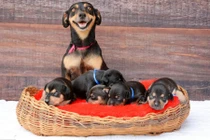 Mãn nhãn ngắm cảnh chó mẹ chăm con cực đáng yêu 