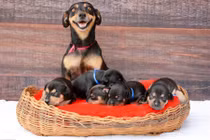 Mãn nhãn ngắm cảnh chó mẹ chăm con cực đáng yêu 