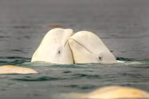 Cá voi trắng tình tứ trước giao phối trên biển 