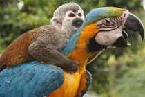 Khoảnh khắc động vật khác loài cõng nhau ngộ nghĩnh 