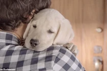 Clip quảng cáo xúc động làm tan chảy trái tim triệu người