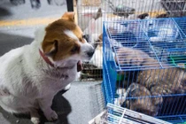 Chó con bị đem bán, hành động của chó mẹ làm ai cũng rưng rưng