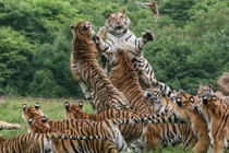 Ảnh động vật: Những con hồ Siberia tranh cướp nhau trong giờ ăn