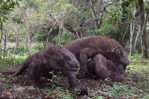 Ảnh động vật: Cuộc quyết chiến ác liệt giữa 4 con rồng komodo 