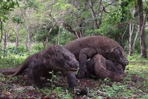 Ảnh động vật: Cuộc quyết chiến ác liệt giữa 4 con rồng komodo 