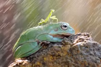 Ảnh động vật tuần: Thỏ quyết chiến tranh giành bạn tình 